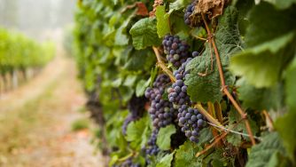 Clusters of purple wine grapes hang on vines in a Sonoma Valley vineyard.