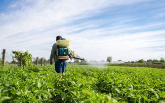 Farmworker wearing a backpack sprayer applies pesticide to a green crop field.