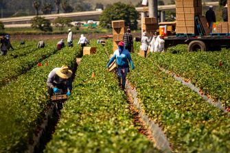 Farmworkers harvest crops in rows beside a truck loaded with produce crates.