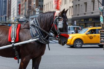 Harnessed horse pulling a carriage through a New York City street as a yellow taxi passes behind it.