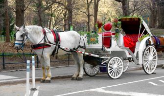 White horse harnessed to a decorated carriage parked on a road in Central Park.