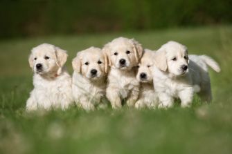 Five fluffy puppies standing together in a grassy field.