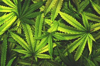 A close-up of various green cannabis leaves scattered across a flat surface.