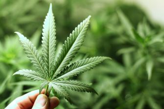 A hand holding a cannabis leaf with green plants in the background.