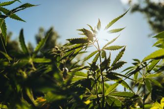 Sunlight filtering through hemp plants growing in a field.