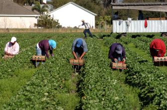 Farmworkers harvesting crops in a field, illustrating the importance of agricultural labor in the U.S. economy.