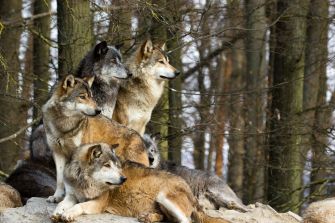A group of wolves resting together in a wooded area.
