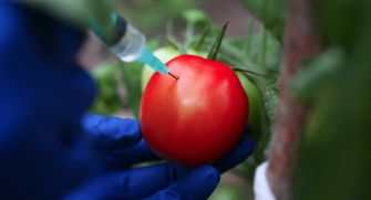 A researcher injecting genetic material into a ripe tomato in a lab setting.