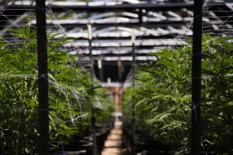 Cannabis plants growing in a greenhouse with trellis netting and support poles.