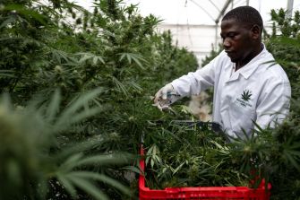 A person in a white lab coat trimming cannabis plants in a greenhouse.