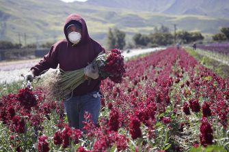 A farmworker harvesting flowers in a field, wearing a mask and gloves.