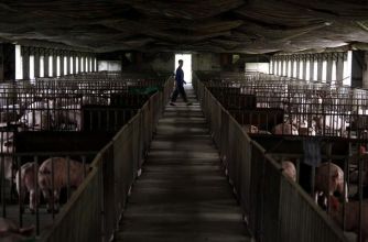 A farmer walking through a barn with pigs in confined spaces, highlighting animal husbandry practices.